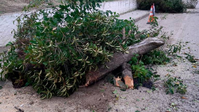 Críticas por la tala de árboles en Villanueva del Arzobispo