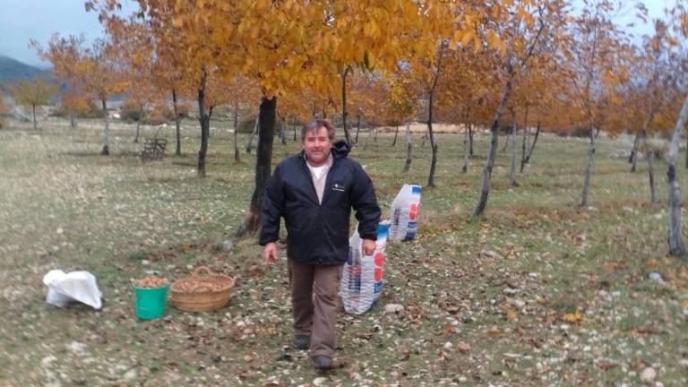 Las nogueras de Paco Robles ya empiezan a dar su fruto