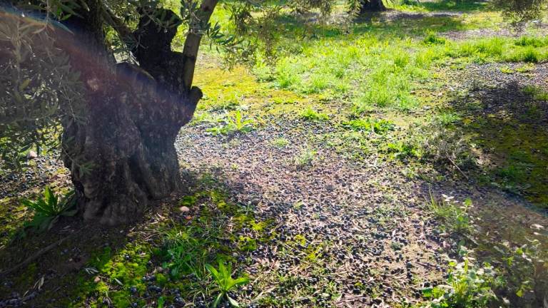 Mayor seguridad económica