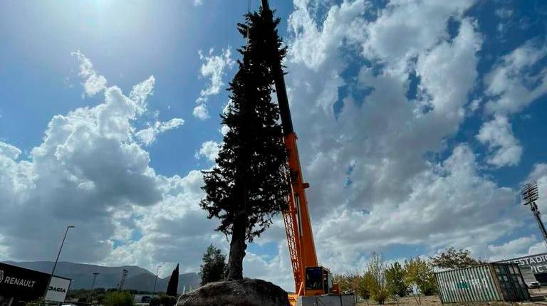 <i>Transplante de uno de los árboles. / Ayuntamiento. </i>