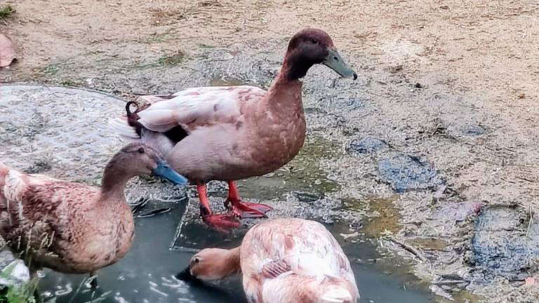 Denuncia por la muerte de los patos de La Concordia