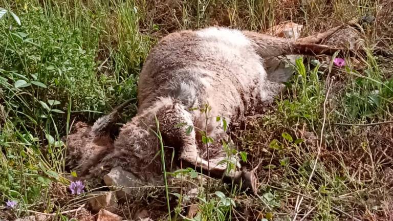 Halladas muertas dos cabras montesas en Jabalcuz