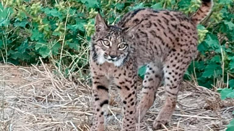 ¿Sueño o realidad? Dos linces ibéricos jóvenes pasean con su madre