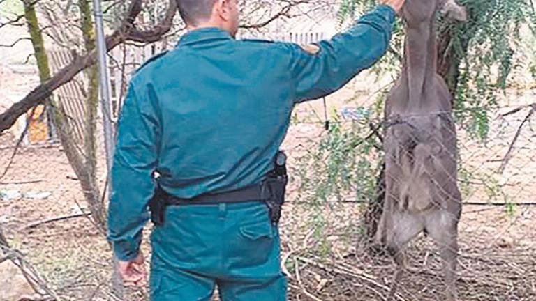 Una treintena de infracciones en la cría de animales cautivos