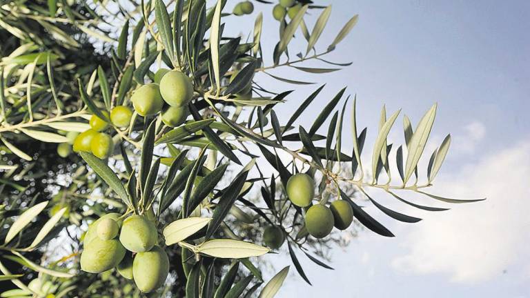 ¿El olivar intensivo contra el olivar tradicional?