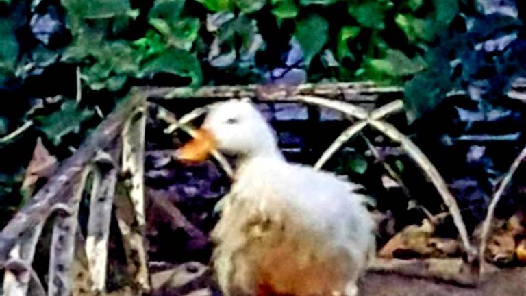 Rescatan a un pato malherido del estanque de “La Concordia”