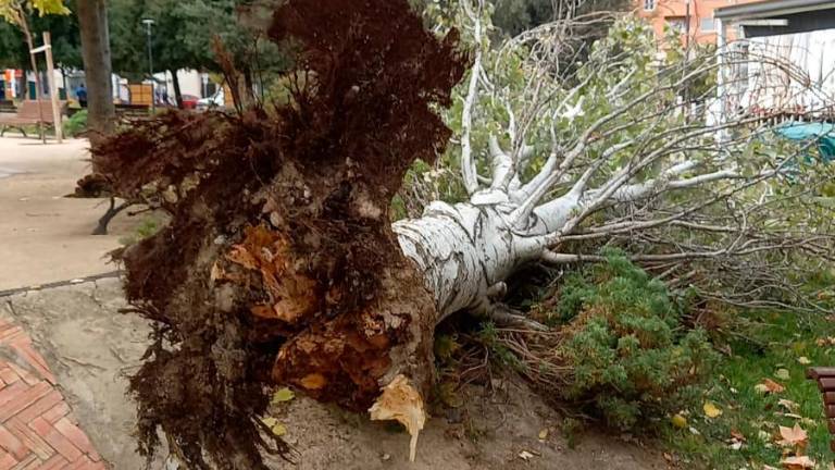 Precaución en el Parque del Bulevar por la caída de un árbol