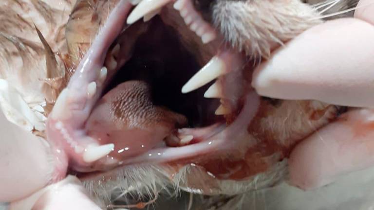 Denuncian el estado de un gato abandonado en Jaén