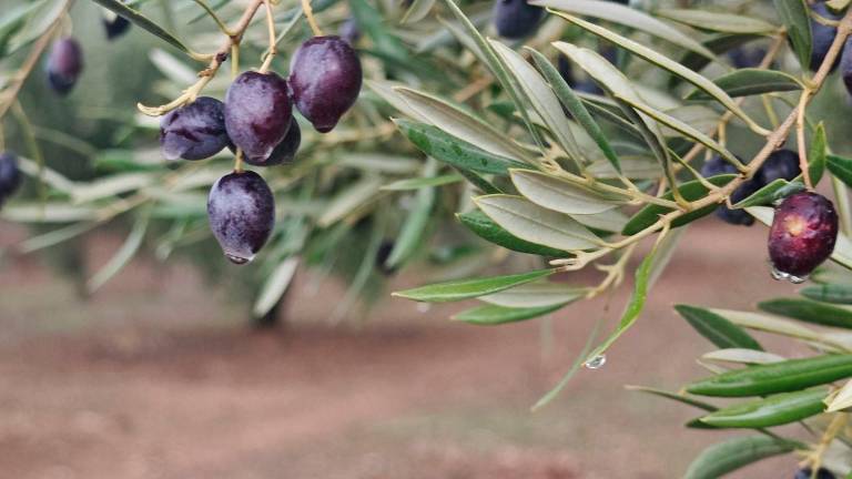 Jaén seguirá bajo aguaceros persistentes por la borrasca Claudia