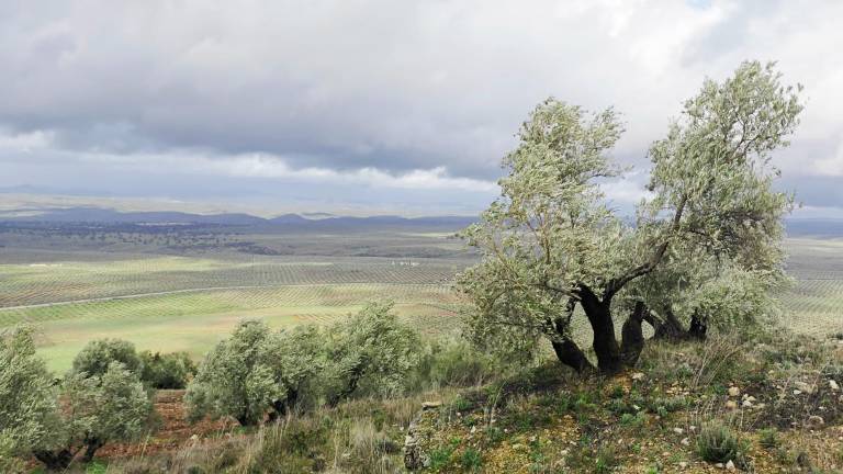 Lo único que faltaba, los vientos que tiran la aceituna al suelo