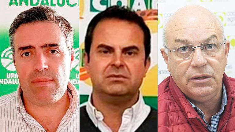 El olivar alza la voz por la baja cosecha y pide ayudas directas