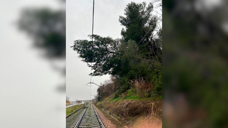 Árbol sobre la catenaria.