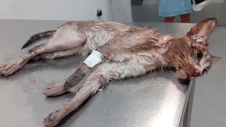 Denuncian el estado de un gato abandonado en Jaén