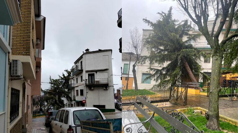Este es el momento en el que cae sobre una casa un pino en Villacarrillo
