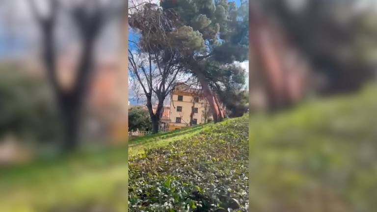 Impactante caída de un árbol en el Hospital Médico-Quirúrgico de Jaén