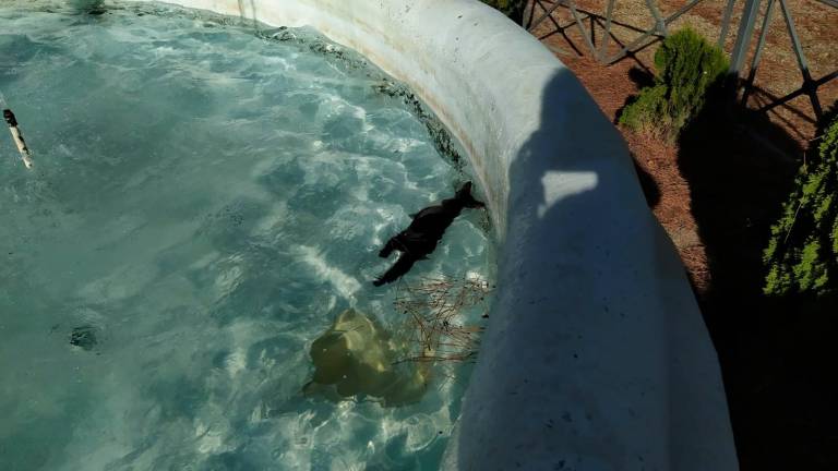 Encuentran a tres gatos ahogados en una fuente de Baeza