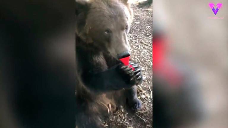 La tierna amistad entre un hombre y un oso en Rusia