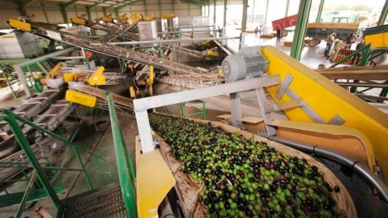 Bruselas conoce la difícil situación del sector español del aceite de oliva y actuará si es necesario