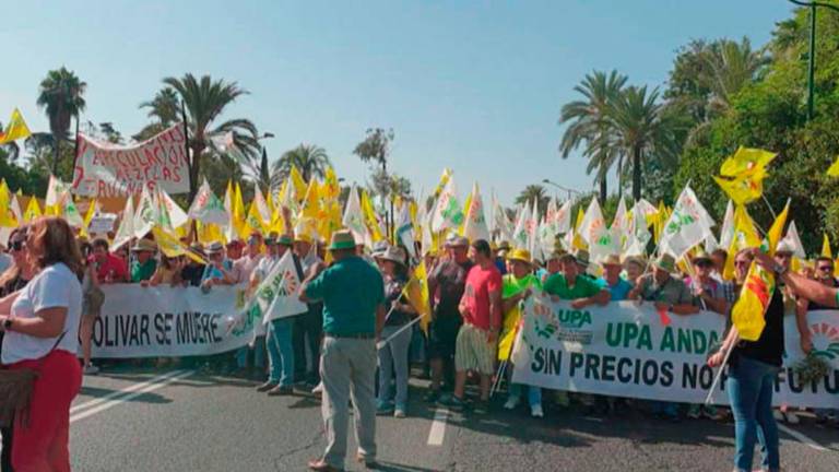 El sector olivarero planifica las movilizaciones de 2020 contra la crisis de precios