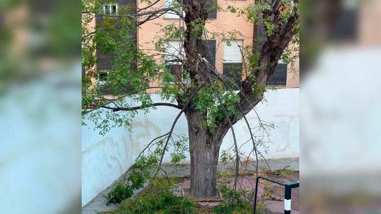 Renovación del arbolado deteriorado del CEIP Alcalá Venceslada de Jaén