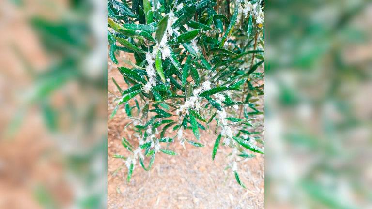 PSOE llevará al Parlamento las ayudas para los damnificados por el algodoncillo en Jaén