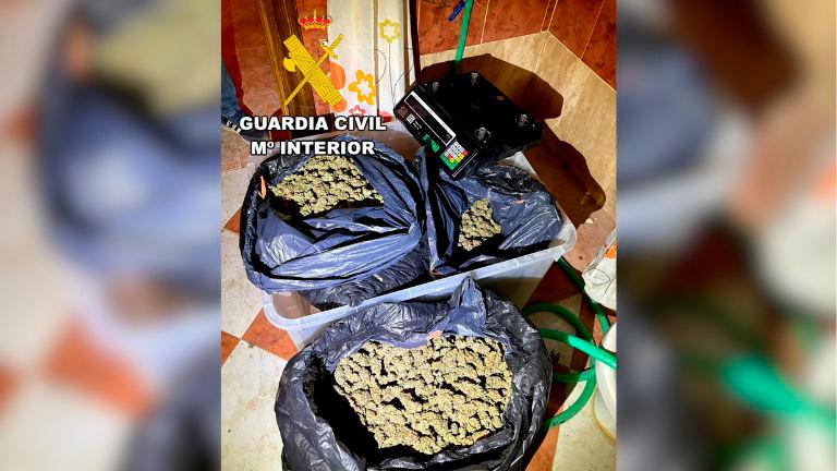 Detenido en Fuerte del Rey por cultivar marihuana en el interior de una casa
