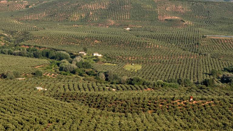 Comienzan los tratamientos para el control de la mosca del olivo