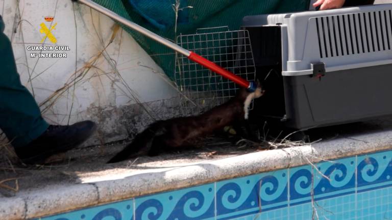 Rescatados dos ejemplares de garduña de una piscina vacía