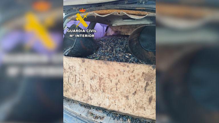 Investigadas trece personas por robo de aceituna en la provincia de Jaén