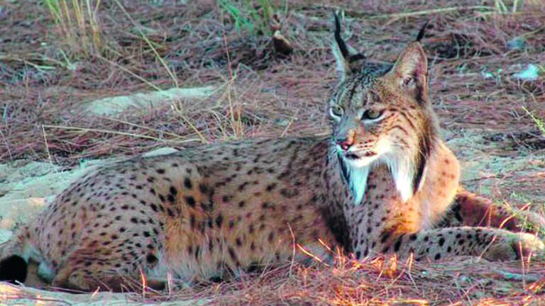 La población de linces ibéricos supera el millar de ejemplares en 2020