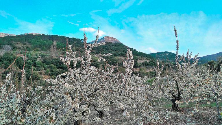 Encantos de la bella Torres