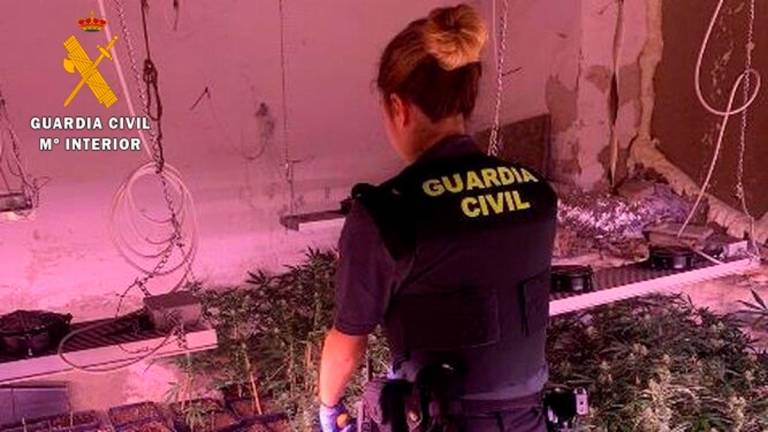 Más de 2.800 plantas de marihuana intervenidas en Almería