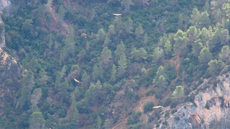 La garganta de La Osera y los buitres planeando ajenos al bullicio humano de Nochevieja