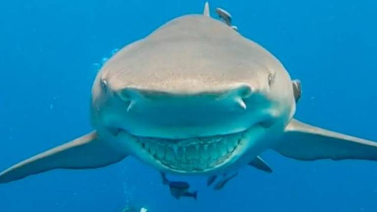 El tiburón que sonríe
