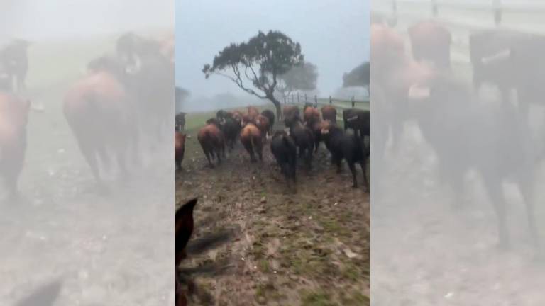 Así se ve el pastoreo de toros de lidia en primera persona
