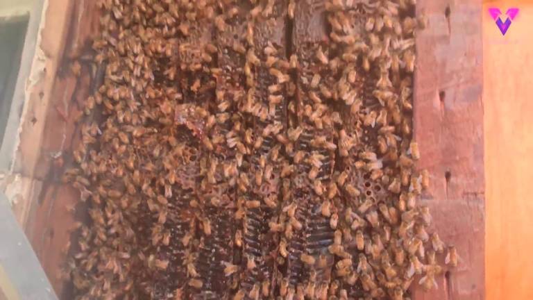 Hallan una colmena de abejas de cuatro metros construida bajo los tableros de madera en una casa en Australia