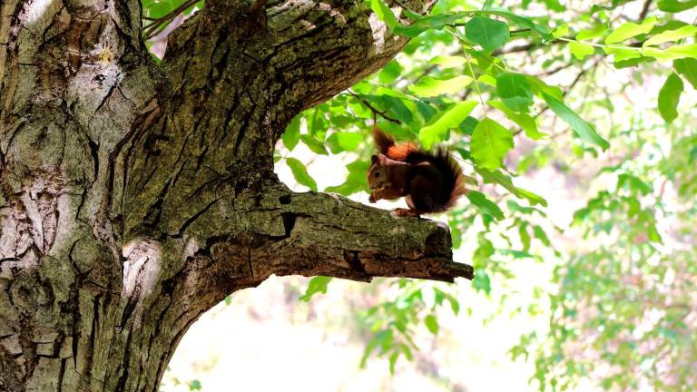 Jaén tiene un bosque de ardillas que te invitan a comer nueces