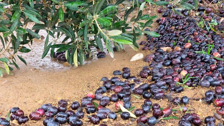 Las dos caras de la moneda: Agua en el olivar y aceituna en el suelo