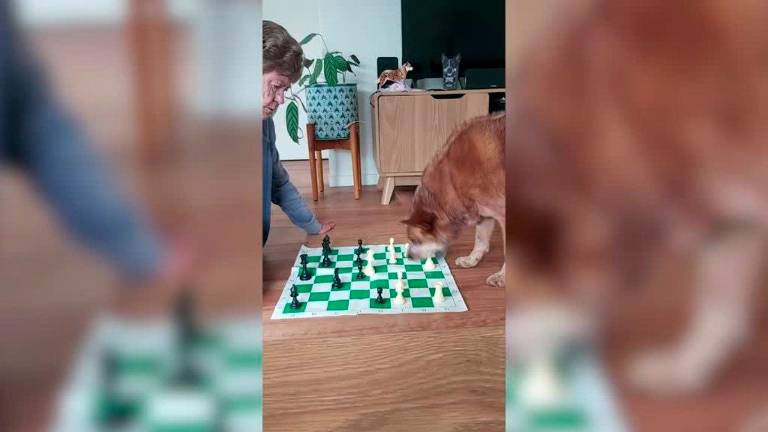 Lo nunca visto: un perro jugando al ajedrez