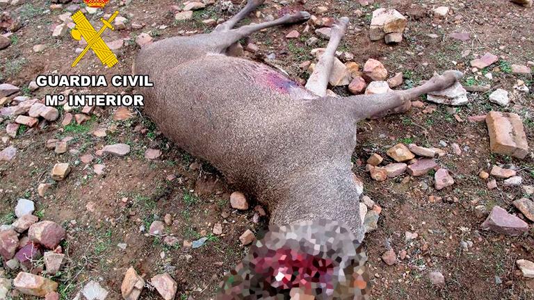 Investigados cuatro vecinos de Santisteban del Puerto por presunta caza furtiva