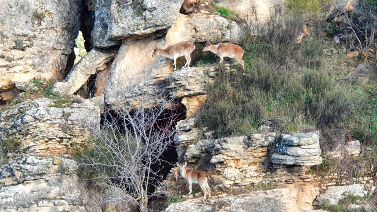 La cabra montés retoza en los Tajos de Charilla