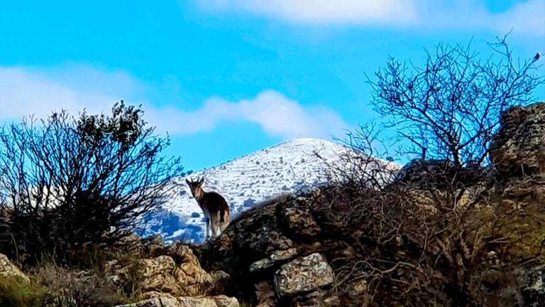 La cabra montés retoza en los Tajos de Charilla