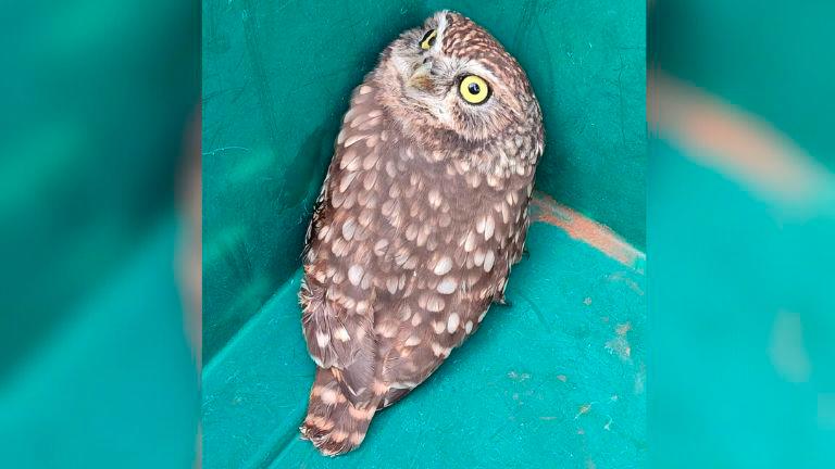 Los Bomberos de Andújar rescatan una cría de búho