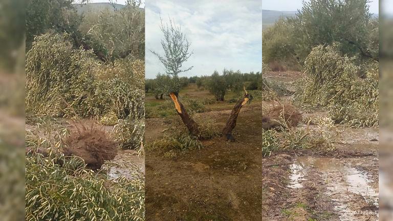 Un tornado “inédito e inexplicable” recorre Porcuna