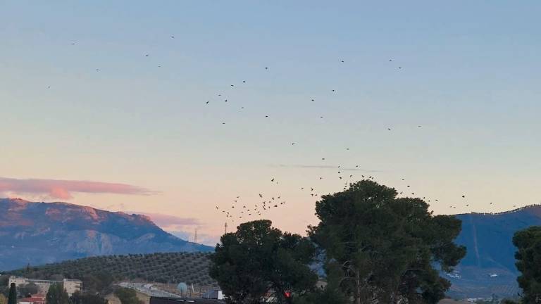 Baile en el crepúsculo