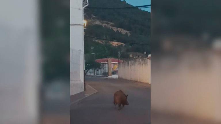 Un jabalí campa a sus anchas por las calles de Valdepeñas de Jaén
