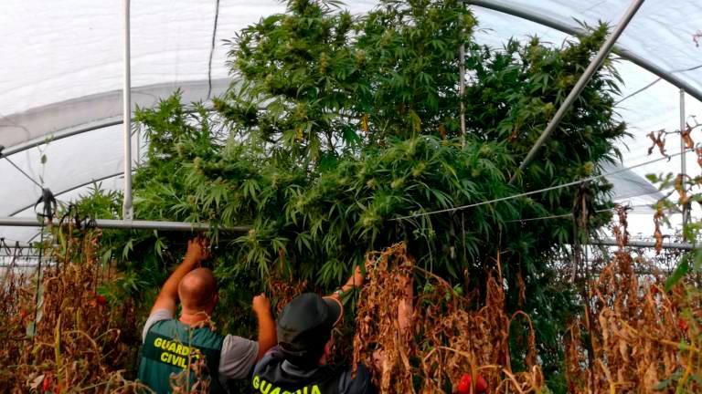 Detenido por cultivar 200 kilos de cannabis