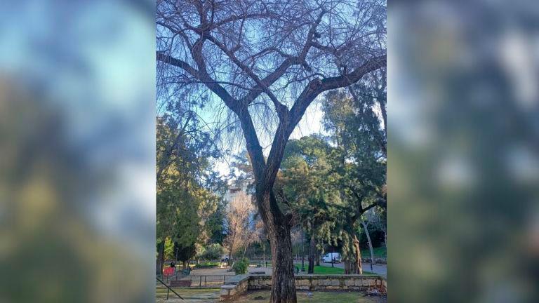 El Ayuntamiento encarga un estudio técnico del arbolado urbano para garantizar la seguridad ciudadana