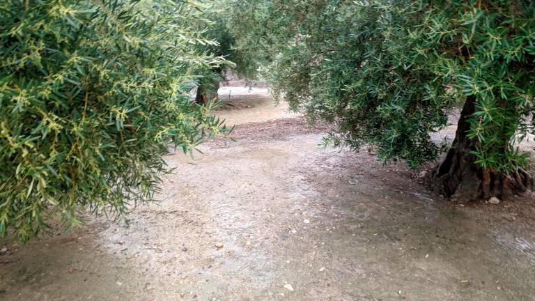 La lluvia, esperanza de agricultores y riqueza para el olivar
