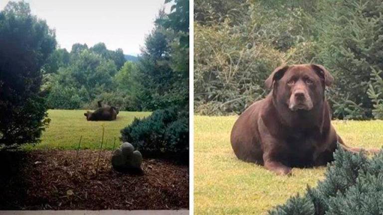 No es un oso pardo, es un perro retozando en el jardín de una casa
